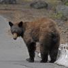 "Bearly" Noticing Us