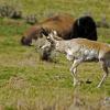 Yellowstone Pronghorn