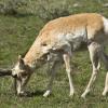 Grazing Pronghorn