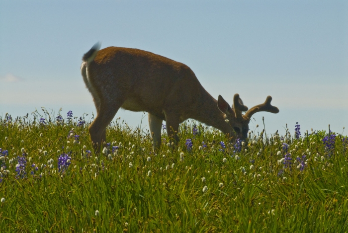 On the Ridge