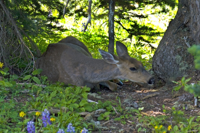 Hiding on Hurricane Ridge