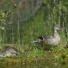 Black Duck and Ducklings