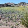 Ibex Hills Wildflowers
