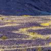 Zig-Zag Wildflowers