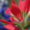 Red Paintbrush