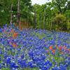 Colorful Fence Line
