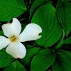 Dogwood 01