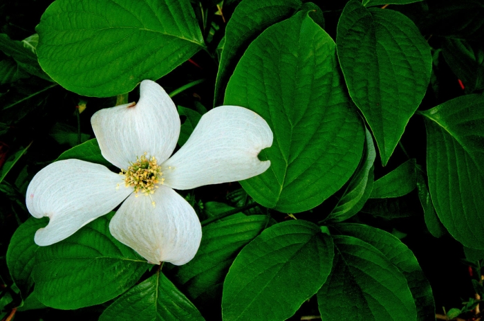 Dogwood 01