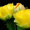 Eastern Prickly Pear Cactus