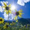 Sun Stars and Sunflowers