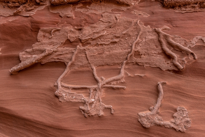 Mountain Sheep Canyon
