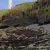 Yaquina Lighthouse