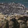 "Auk", I mean Murres +
