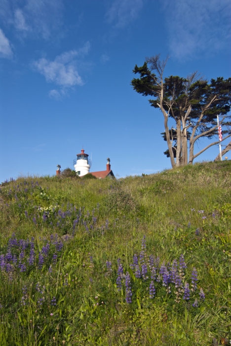 Lupine and Lighthouses