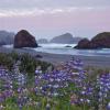 Early Morning Lupine