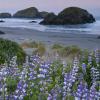Early Morning Lupine
