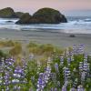 Pistol River Lupine