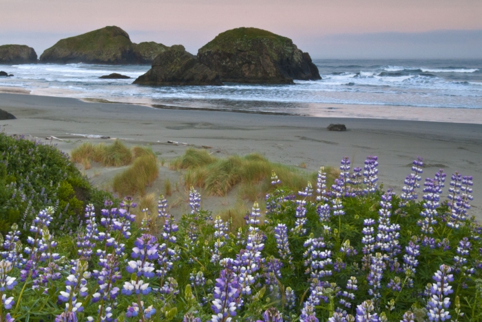 Pistol River Lupine