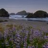 Oregon Coast - May 2011