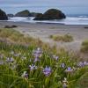 Wild Iris at Pistol River +