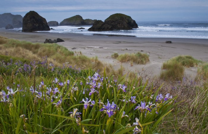 Wild Iris at Pistol River +