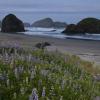 More Pistol River Lupine +