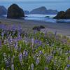 Pistol River Lupine
