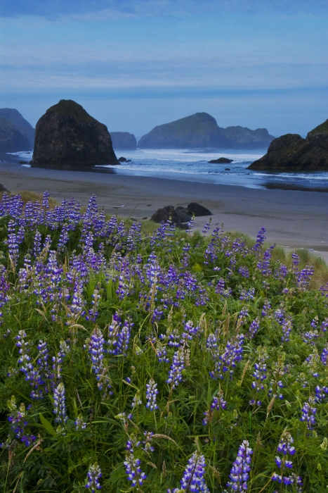 Pistol River Lupine