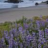 Blue Lupine