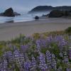 Pistol River Lupine