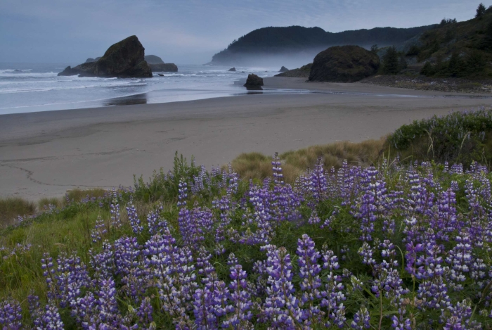 Pistol River Lupine