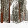 The Sequoias +