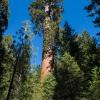 General Sherman Sequoia 