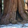General Sherman Sequoia +