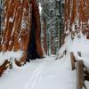 Pathway Through the Giants
