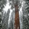 General Grant Sequoia