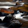 Merced River Mysteries