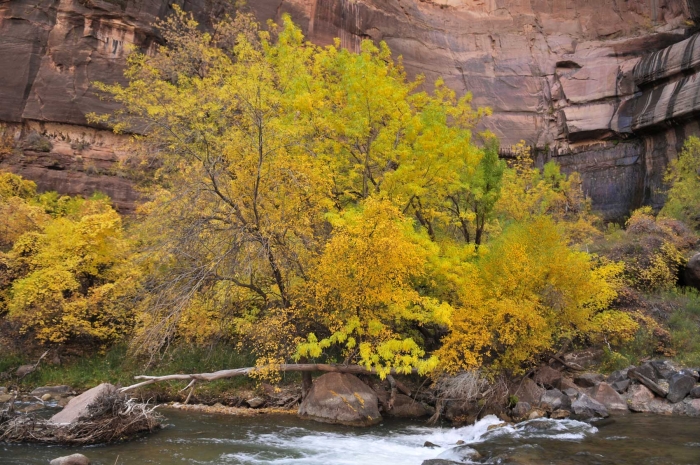 Zion Beauty            