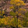 Zion Fall