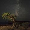 The Bonsai Tree