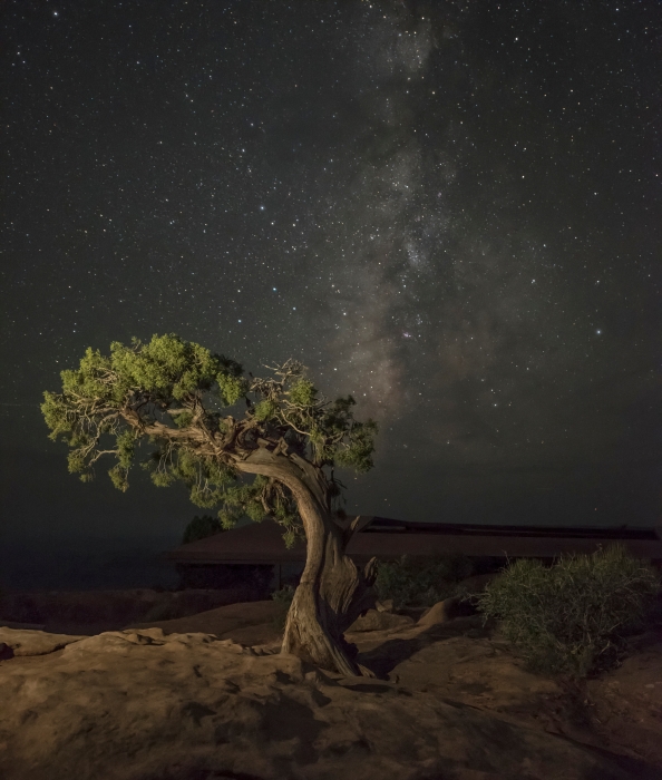 The Bonsai Tree