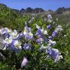 American Peak & Columbines +