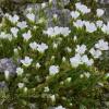 Alpine Phlox in Porphyry Basin +