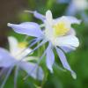 Columbines