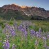 Morning Lupine