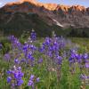 Blue Lupine and Sunrise