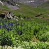 Rugged American Peak +