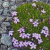 Moss Campion
