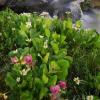 Marigolds and Primrose