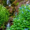 Blue Bells 
